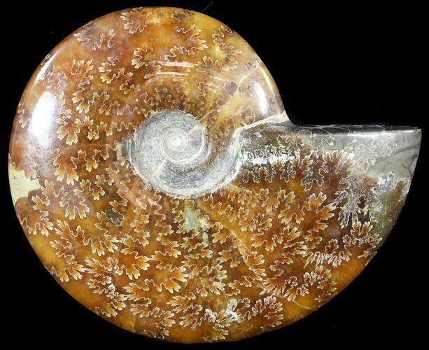 Wide Polished Cleoniceras Ammonite - Madagascar #49435